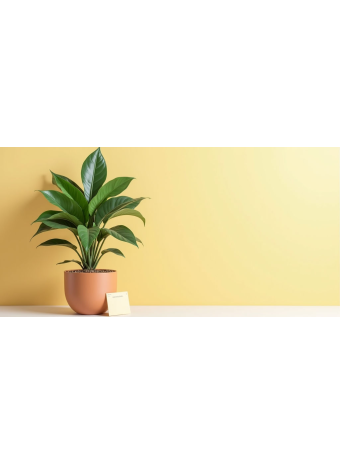 Комнатное растение вместо букета: как выбрать, подготовить и подарить так, чтобы порадовать надолго