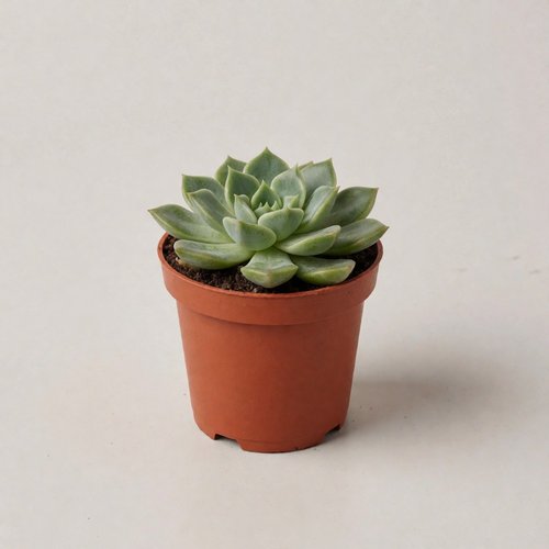 Граптоседум суккулентный Вера Хиггинс