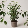 Фикус Эластика Тинеке, крупный