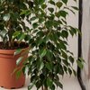 Фикус Бенджамина «плакучая смоковница»