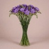 Фиолетовая махровая фрезия, Нидерланды, 70 см