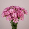 Розовая махровая фрезия, Италия