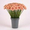 Мини гербера Спайдер Пунки Хамба, Нидерланды, 45 см