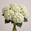 Крашеная гортензия Джамбо Лайм Грин, Колумбия, 60 см