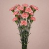 Кустовая гвоздика Чаи, Колумбия, 70 см