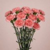 Гвоздика Хэппи Кларо, Нидерланды, 60 см