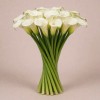 Калла Амбианс, Испания, 80 см