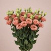 Махровая эустома Селеб Шампань, Италия, 70 см
