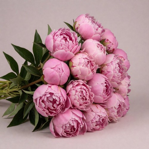 Пион Мадам Буланж, Россия