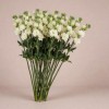Статица Вингс Чери, Нидерланды, 60 см