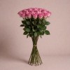 Одноголовая роза Гавана, Эквадор, 60 см