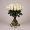 Одноголовая роза Комодо, Кения, 50 см