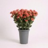 Коричневая крашеная кортадерия сухоцвет, Россия, 115 см