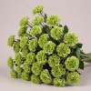 Зелёный крашеный амарантус Стаб Мятный, Китай, 50 см