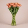 Махровый тюльпан Кеннонболл, Нидерланды, 38 см
